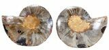 Split Black/Orange Ammonite Pair - Unusual Coloration #55600-1